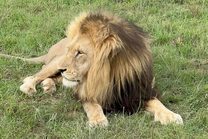 Schotia Big 5 Safari Port Elizabeth (optional accommodation) - A fire-cooked meal at the central Lapa