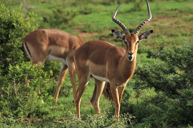 Schotia Big 5 Safari Port Elizabeth (optional accommodation) - The slow return to reception
