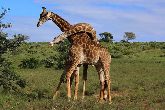 Schotia Big 5 Safari Port Elizabeth (optional accommodation) - What the $296.63 price really covers
