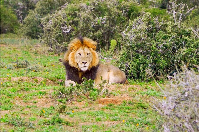 Schotia Game Reserve Tour with Port Pickup, Next to Addo Park - Switching to the open safari vehicle