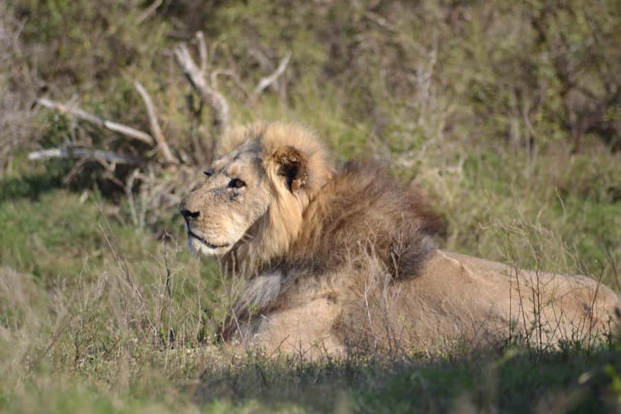Schotia: Open Safari Jeep - Full Day Safari with Lunch - Why Schotia makes sense beside Addo