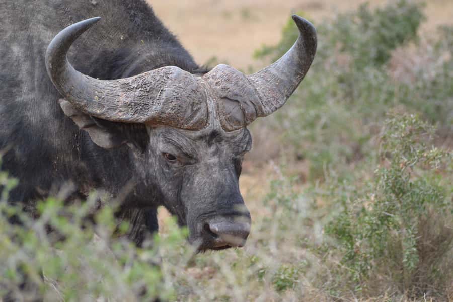 Schotia: Open Safari Jeep - Full Day Safari with Lunch - Safari Chapter Three: Afternoon predators and the ride home