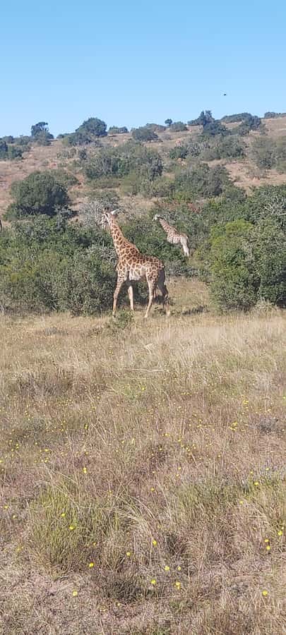 Schotia: Open Safari Jeep - Full Day Safari with Lunch - How the guide shapes the day