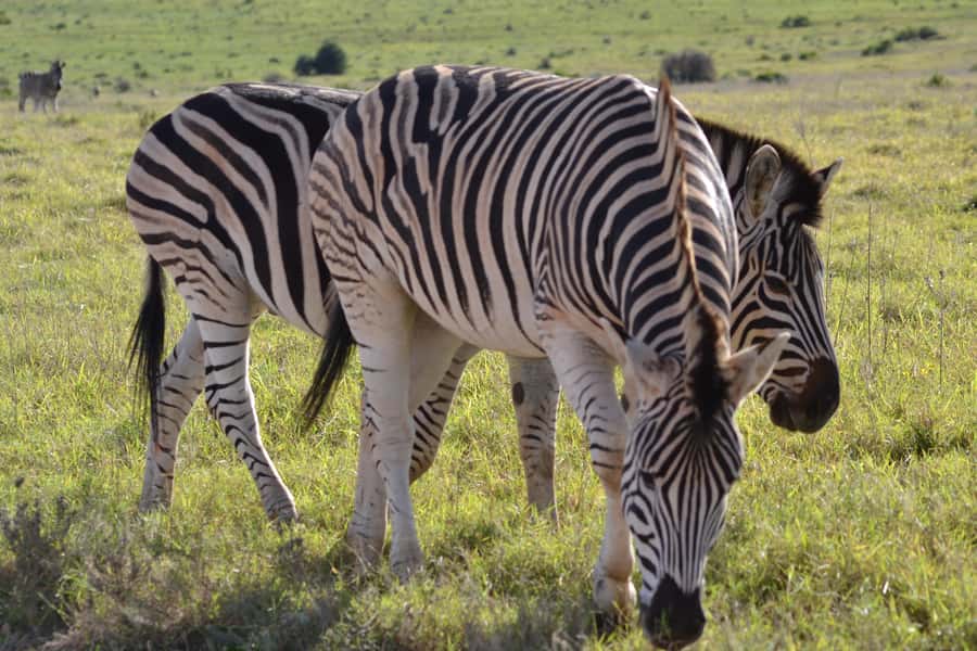 Schotia: Open Safari Jeep - Full Day Safari with Lunch - The $196 price: what you are paying for