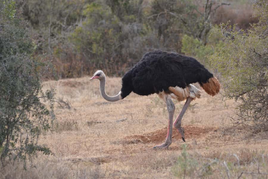 Schotia: Open Safari Jeep - Full Day Safari with Lunch - Who will enjoy this safari most