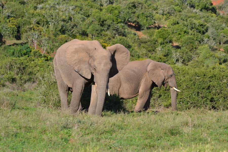 Schotia: Open Safari Jeep - Full Day Safari with Lunch - Practical advice before you go