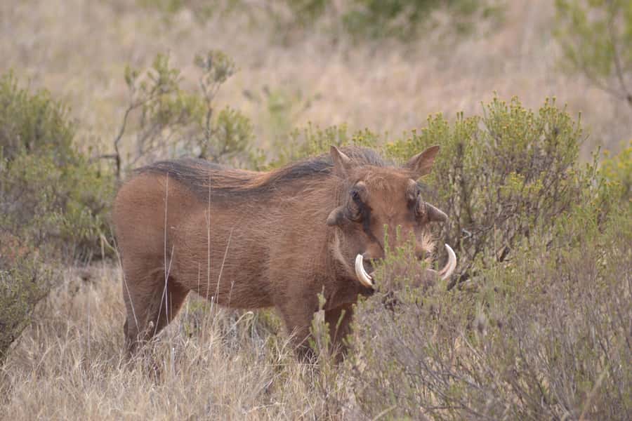 Schotia: Open Safari Jeep - Full Day Safari with Lunch - Starting at 8:00am from Port Elizabeth