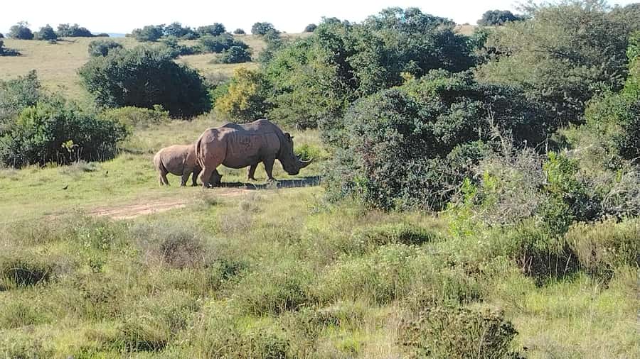 Schotia Private Game Reserve Safari - What the $230 price really covers