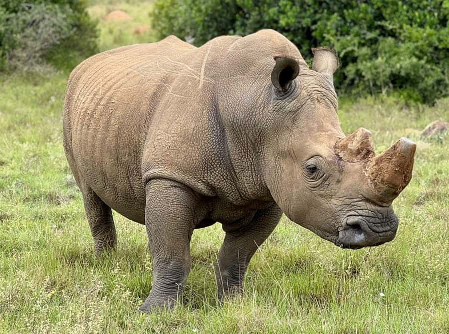 Schotia Private Game Reserve Safari - Is Schotia Private Game Reserve worth booking?