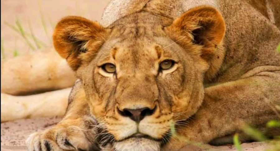 Schotia Safaris: Best Wildlife Encounters in Port Elizabeth - Key points to know before you book