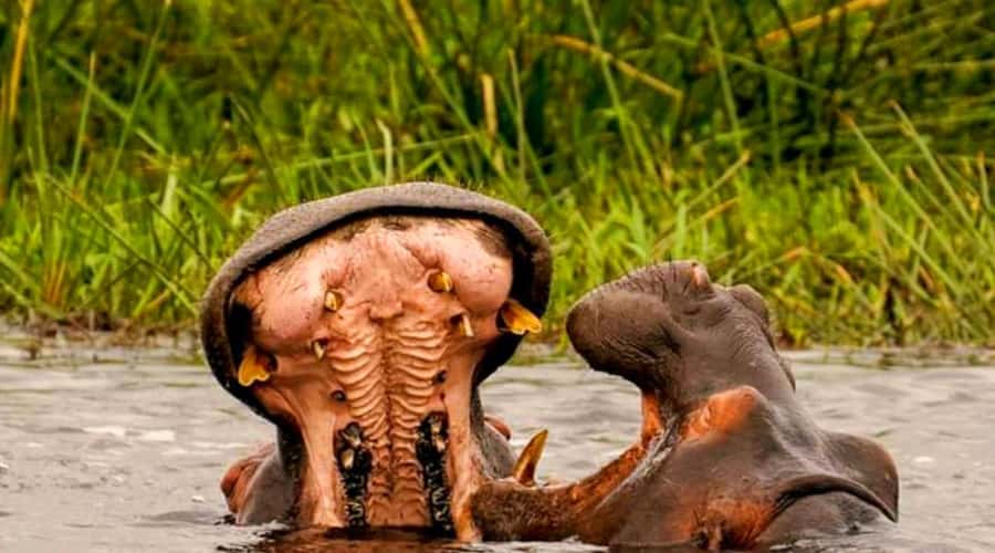 Schotia Safaris: Best Wildlife Encounters in Port Elizabeth - Leaving Port Elizabeth for the African bush