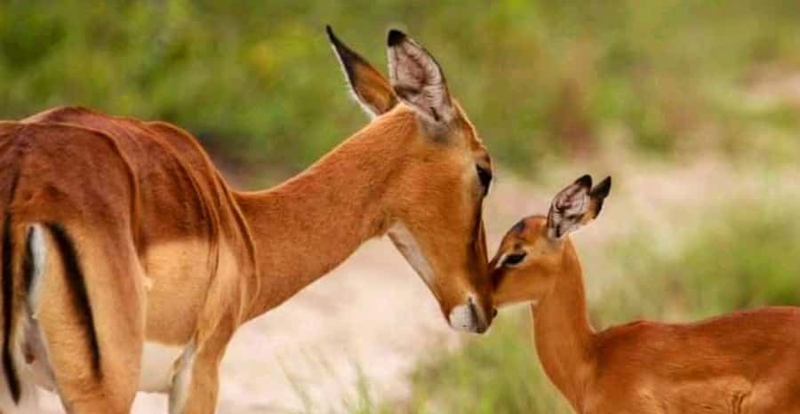Schotia Safaris: Best Wildlife Encounters in Port Elizabeth - The open 4x4 is both the strength and the weakness