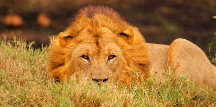 Schotia Safaris: Best Wildlife Encounters in Port Elizabeth - How the timing works for a cruise day