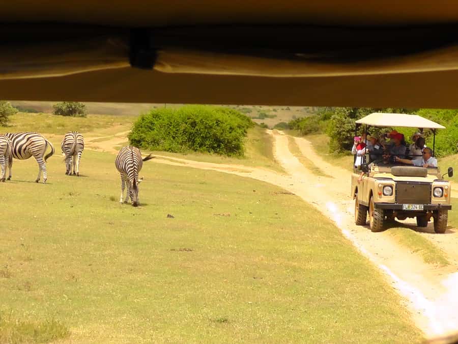Schotia Safaris: Best Wildlife Encounters in Port Elizabeth - Is $227 a fair price?