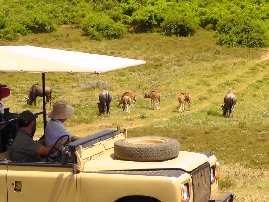 Schotia Safaris: Best Wildlife Encounters in Port Elizabeth - Strengths and weaknesses at a glance