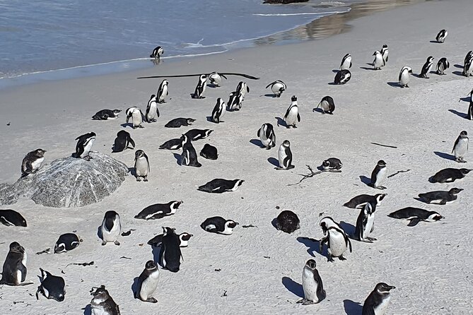 Seal Island,Cape of Good Hope&Penguins Shared Tour,From Cape Town - What this Cape Peninsula tour is really designed to do