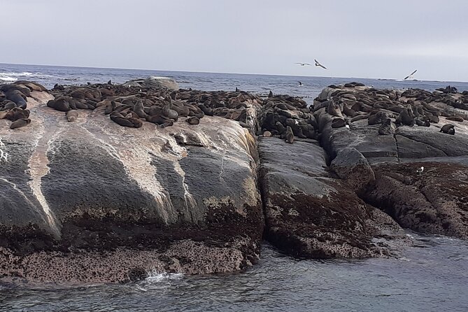Seal Island,Cape of Good Hope&Penguins Shared Tour,From Cape Town - The ostrich farm is a quick roadside introduction
