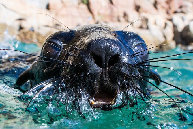 Seal Swimming Activity in Plettenberg Bay - Key points to know before booking