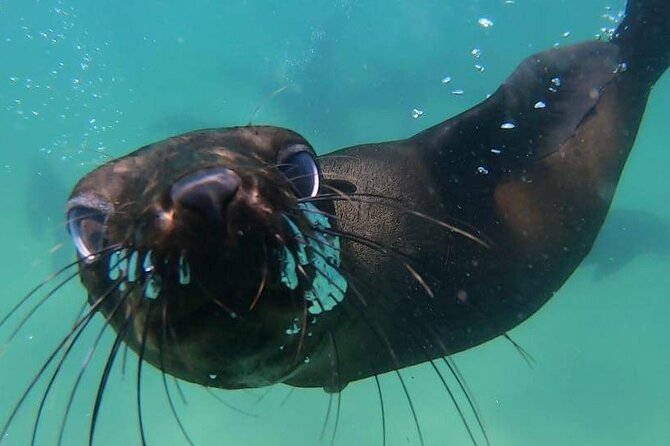 Seal Swimming Activity in Plettenberg Bay - Why swimming with Cape Fur Seals feels different