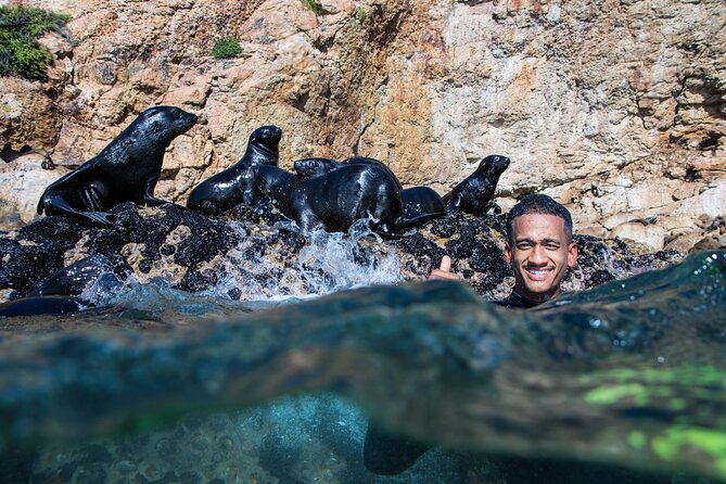 Seal Swimming Activity in Plettenberg Bay - Thirty minutes in the water with the seals