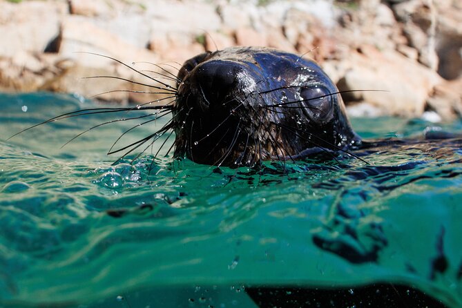 Seal Swimming Activity in Plettenberg Bay - Is the $57.43 price good value?