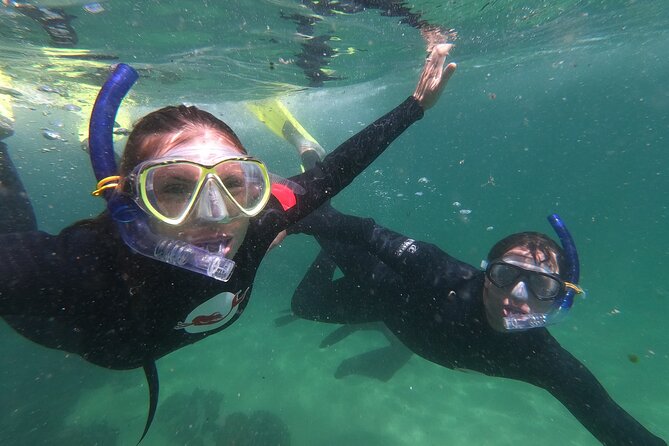 Seal Swimming Activity in Plettenberg Bay - The 20-minute boat ride to Robberg Nature Reserve