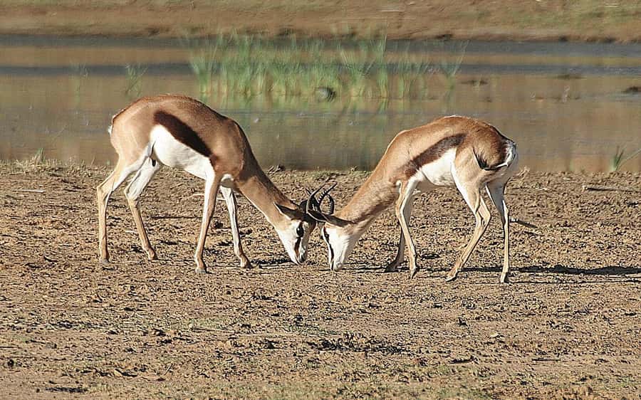 Self drive Aquila Safari Game Reserve Sunset Game Drive - Key points to know before you go