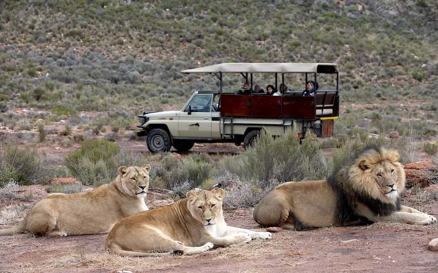 Self drive Aquila Safari Game Reserve Sunset Game Drive - Booking and practical details