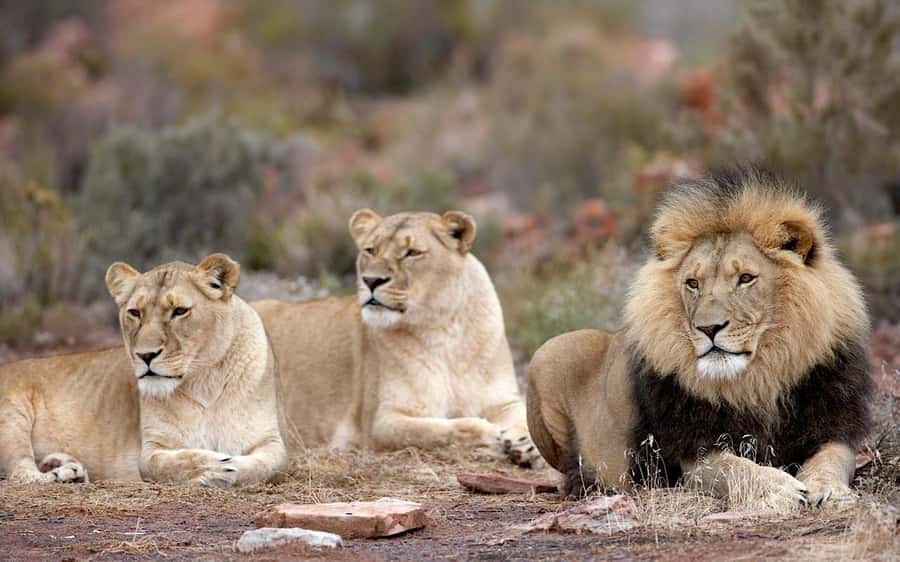Self drive Aquila Safari Reserve Early Morning Game Drive - Key points to know before you book