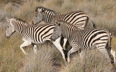 Self drive Aquila Safari Reserve Early Morning Game Drive