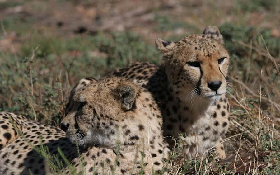 Self drive Aquila Safari Reserve Early Morning Game Drive - What to bring for a 7:00 am arrival