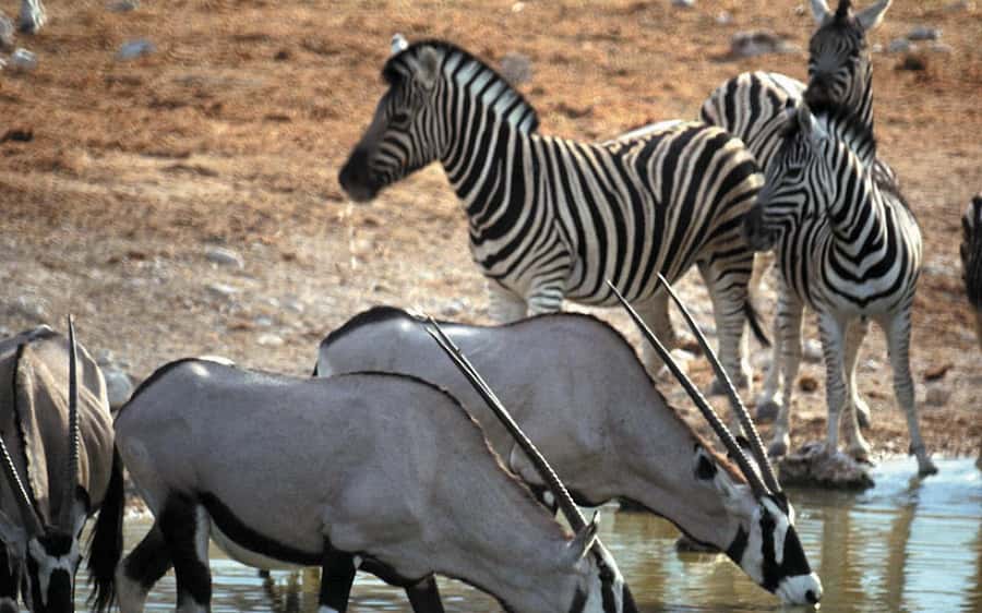Self drive Aquila Safari Reserve Early Morning Game Drive - Who will enjoy this safari most?
