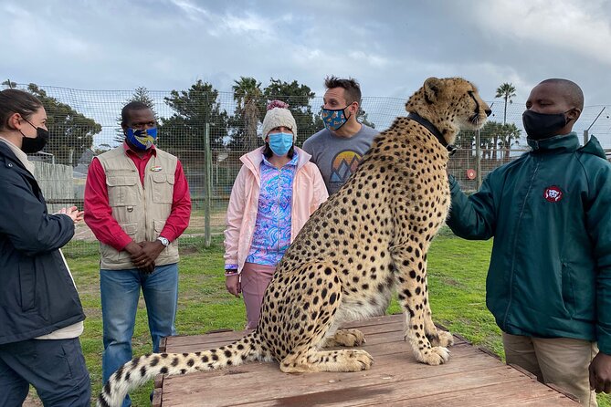 Shared: Cape Winelands, Cheetah Outreach & Kisternbosch Botanical Gardens Tour, - Why this Cape Town day tour works
