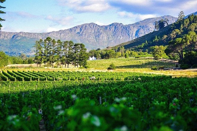 Shared: Cape Winelands, Cheetah Outreach & Kisternbosch Botanical Gardens Tour, - Lanzerac and the first Pinotage connection