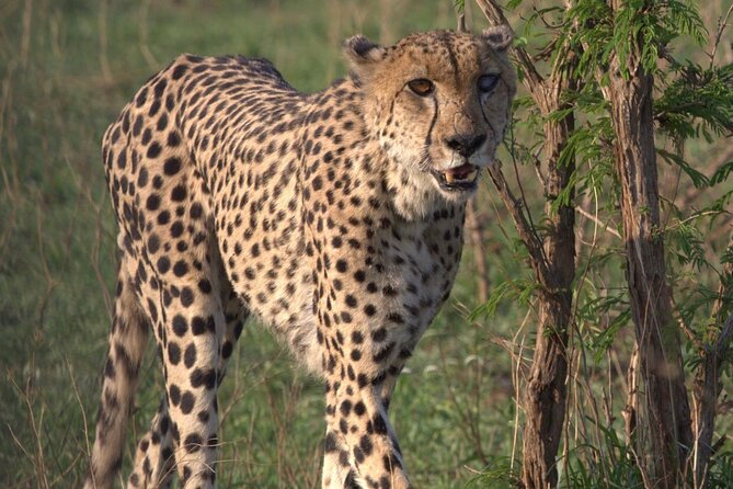 Shared: Cape Winelands, Cheetah Outreach & Kisternbosch Botanical Gardens Tour, - Cheetah Outreach and the conservation message