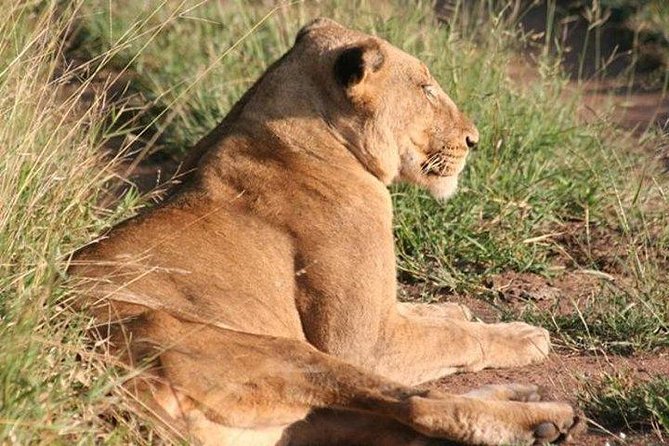 Shared Full Day Guided Safari Tour Visit to Kruger National Park - A full day among Kruger’s 147 large mammal species