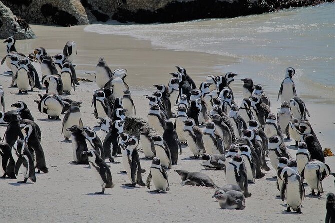 Shared Half Day Tour in Cape Peninsula with African Penguins - A useful six-hour snapshot of the peninsula