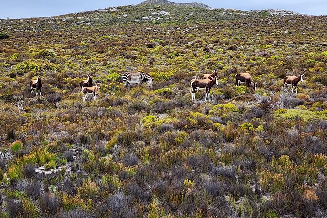 Shared Half Day Tour in Cape Peninsula with African Penguins - Chapman’s Peak Drive is the important question mark