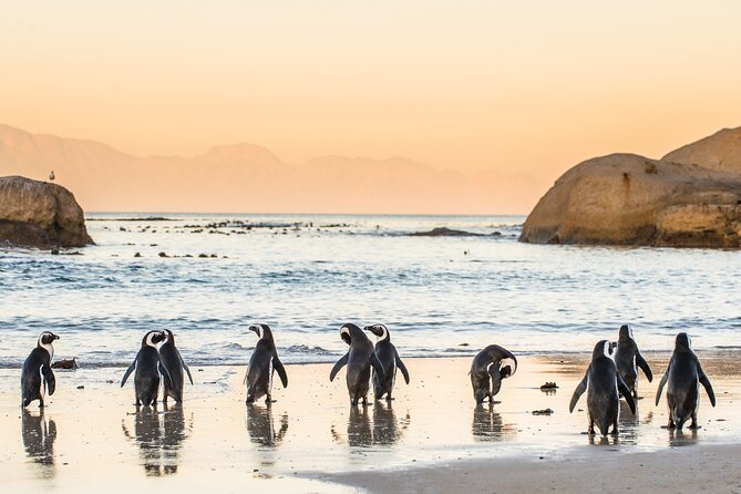 Shared Half Day Tour in Cape Peninsula with African Penguins - Cape of Good Hope brings the big coastal scenery