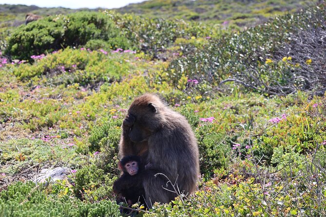 Shared Half Day Tour in Cape Peninsula with African Penguins - Muizenberg Beach closes the coastal loop