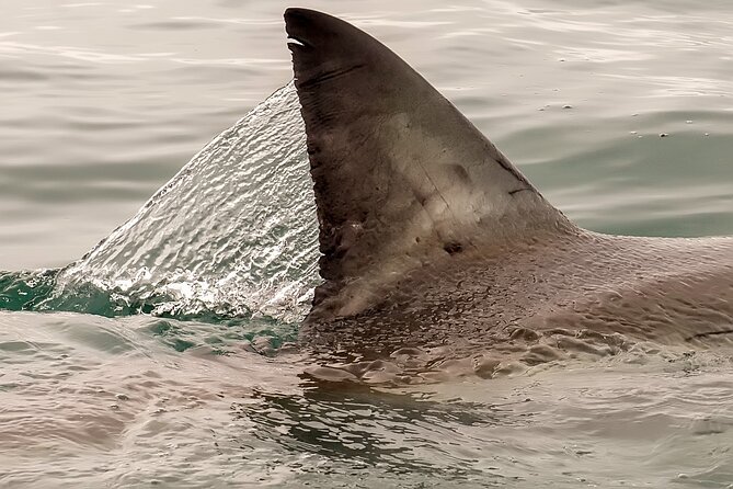 Shark Cage dive in Gansbaai see Bronze & Other, sometimes Great Whites - Why Gansbaai makes a strong shark base
