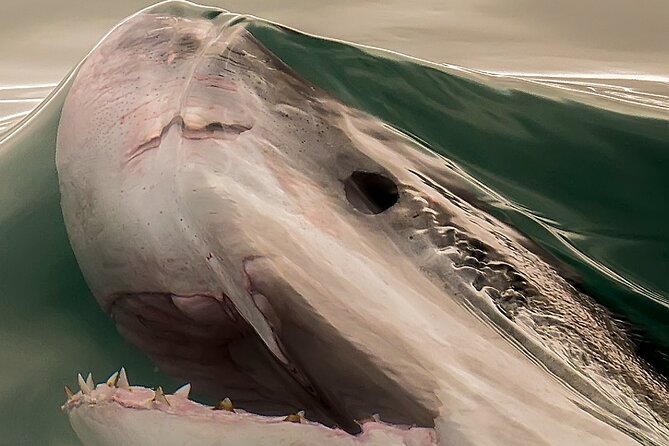 Shark Cage dive in Gansbaai see Bronze & Other, sometimes Great Whites - Breakfast and the morning safety briefing