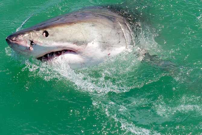 Shark Cage dive in Gansbaai see Bronze & Other, sometimes Great Whites - The value of a $242.03 full-day outing