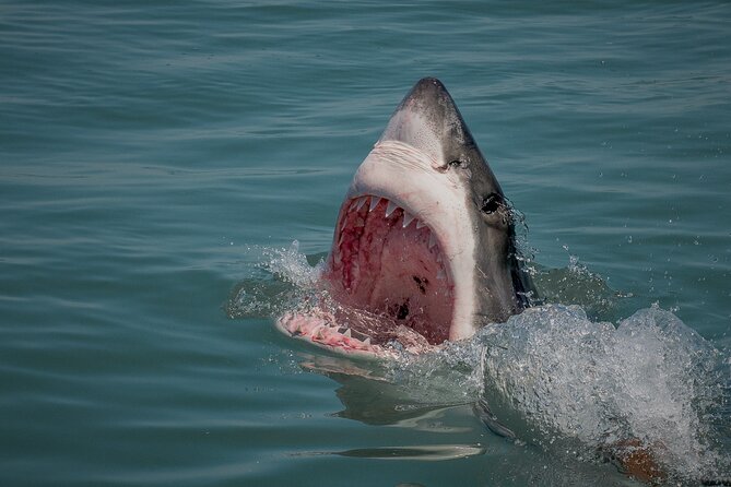Shark Cage dive in Gansbaai see Bronze & Other, sometimes Great Whites - Who will enjoy this most