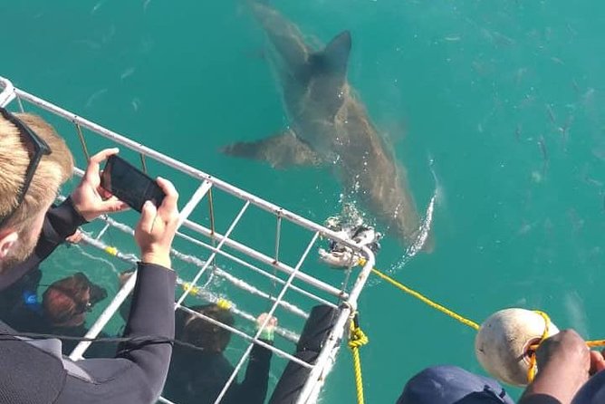 Shark Cage Diving - Is the $118.40 price good value?