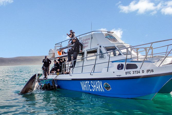 Shark Cage Diving - Adventure Meets Conservation! - Key points to know before booking