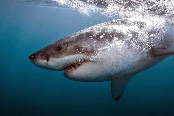 Shark Cage Diving - Adventure Meets Conservation! - Starting at 6 a.m. in Gansbaai