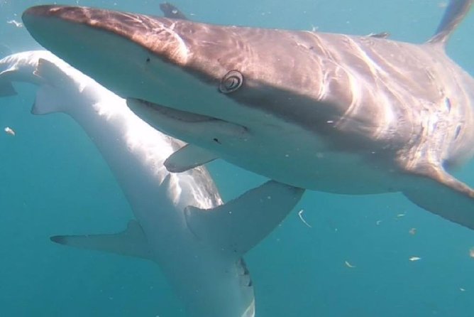 Shark Cage Diving - Adventure Meets Conservation! - The guides add more than excitement