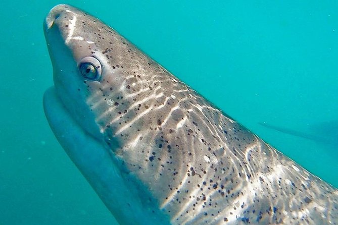Shark Cage Diving - Adventure Meets Conservation! - How the $143.78 price works out