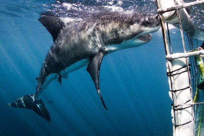 Shark Cage Diving - Adventure Meets Conservation! - Taking turns in the eight-person cage
